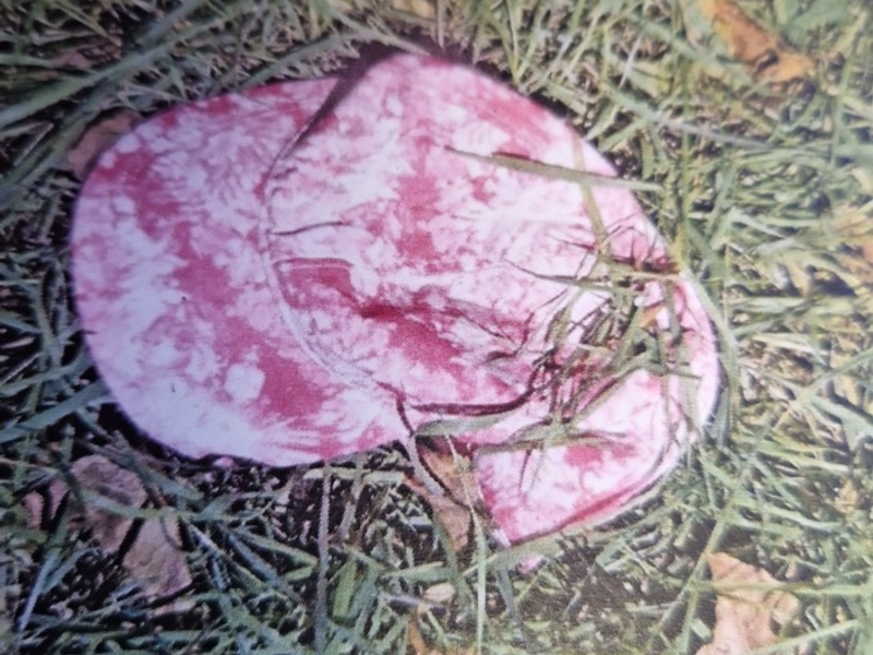 POL-PDWIL: Sichergestellte Gegenstände nach Diebstählen aus PKW - Eigentümer gesucht - Foto: presseportal.de