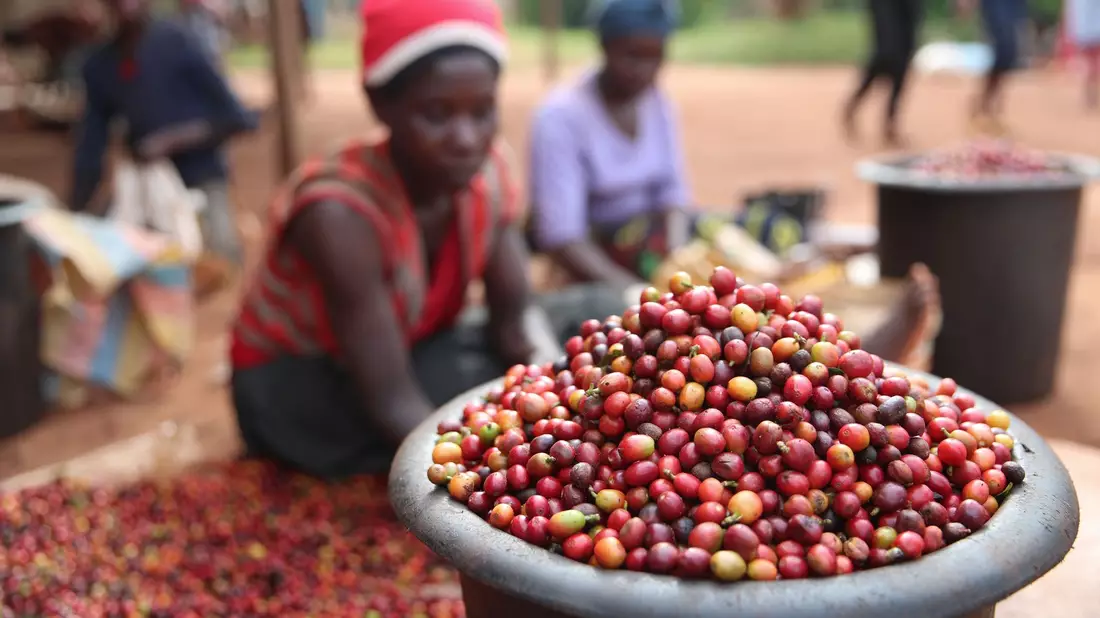 Das schwarzes Gold ist in Gefahr: Die Folgen der Klimakrise sind für die Kaffeeindustrie enorm. - Bild: Long Lei/XinHua/dpa