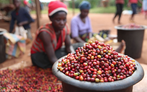 Das schwarzes Gold ist in Gefahr: Die Folgen der Klimakrise sind für die Kaffeeindustrie enorm. - Foto: Long Lei/XinHua/dpa