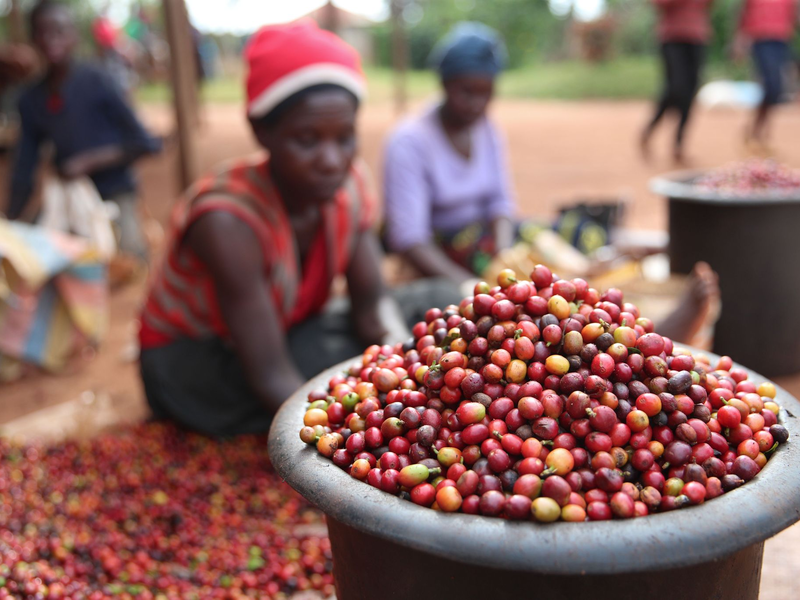 Das schwarzes Gold ist in Gefahr: Die Folgen der Klimakrise sind für die Kaffeeindustrie enorm. - Foto: Long Lei/XinHua/dpa