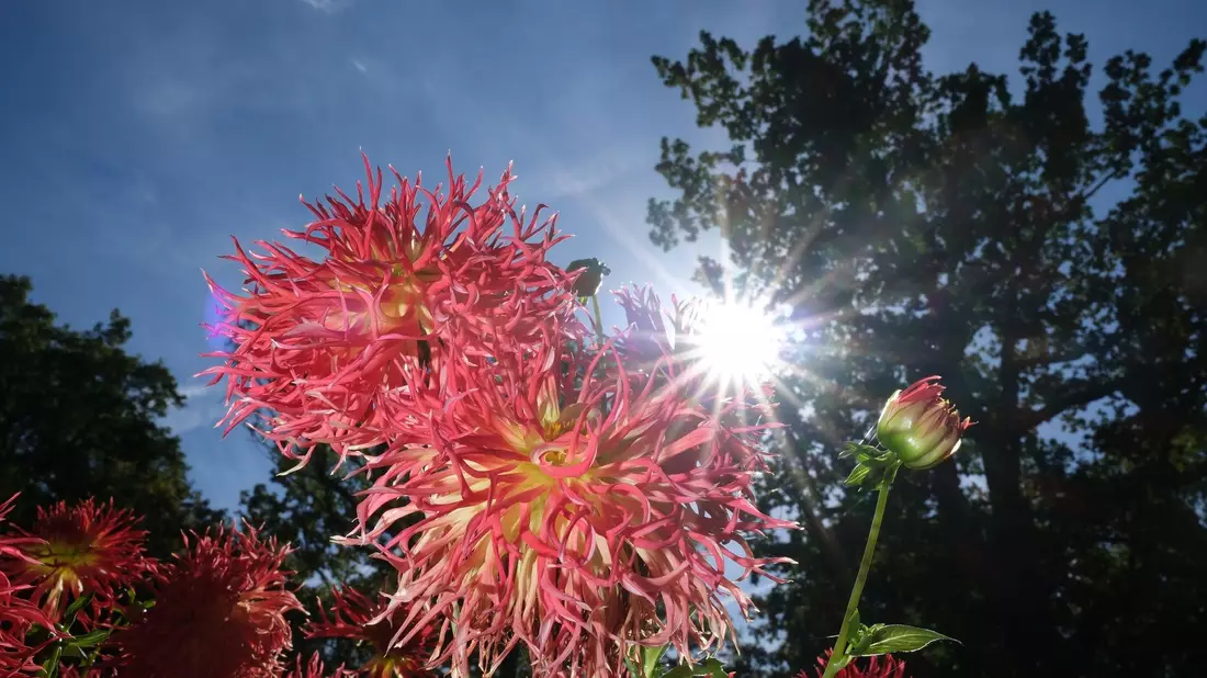 Am Wochenende zeigt sich vielerorts die Sonne. - Bild: Sebastian Willnow/dpa