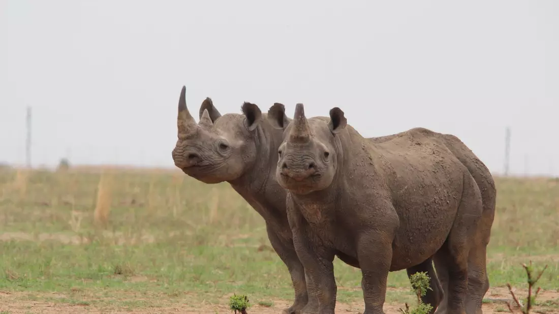 In Afrika hat sich die Nashorn-Population wieder erholt. - Bild: Jürgen Bätz/dpa