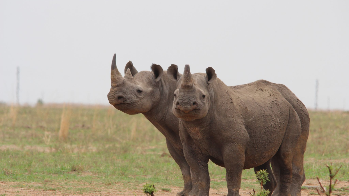 In Afrika hat sich die Nashorn-Population wieder erholt. - Foto: Jürgen Bätz/dpa