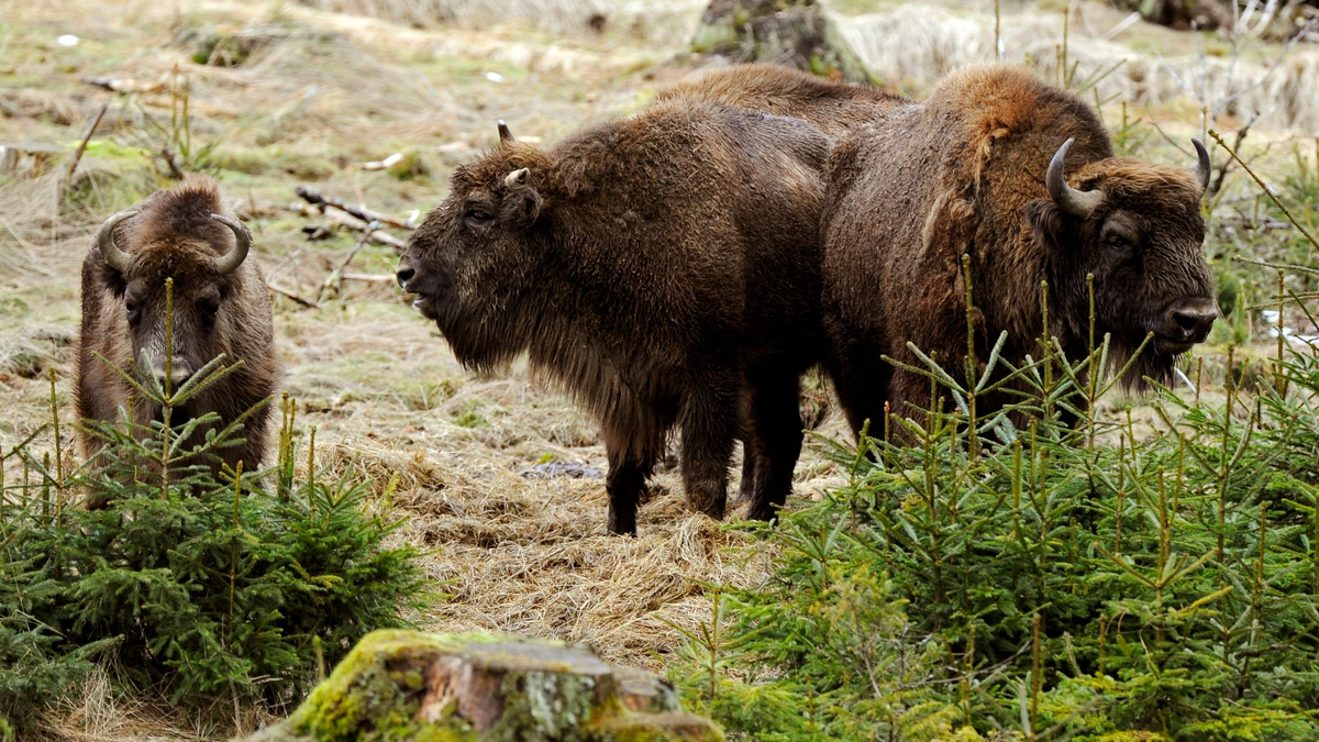 Wisente auf einer Wiese. - Foto: Marius Becker/dpa