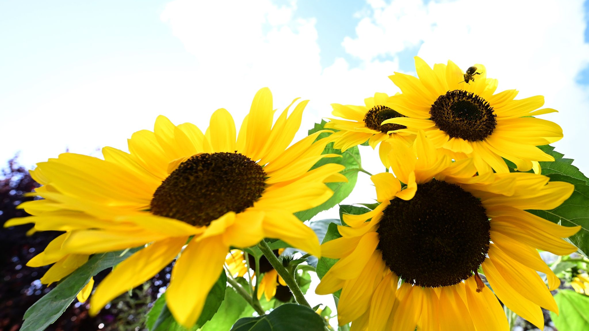 Sonne satt: Am Sonntag wird es vor allem in der Westhälfte Deutschlands sehr sonnig. - Foto: Bernd Weißbrod/dpa