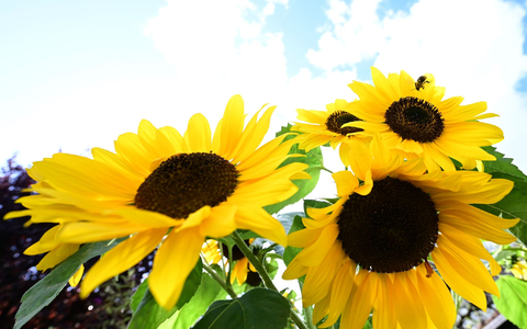 Sonne satt: Am Sonntag wird es vor allem in der Westhälfte Deutschlands sehr sonnig. - Foto: Bernd Weißbrod/dpa