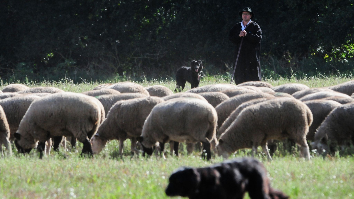 Schäferin Marie-Kathleen Tigges aus Nordrhein-Westfalen läuft vor einer Schafherde. - Foto: Simon Kremer/dpa