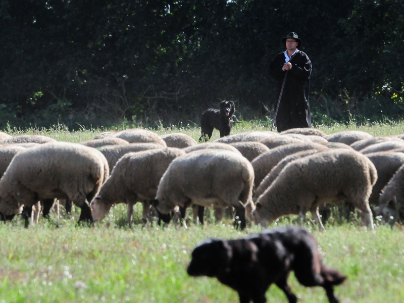 Schäferin Marie-Kathleen Tigges aus Nordrhein-Westfalen läuft vor einer Schafherde. - Foto: Simon Kremer/dpa