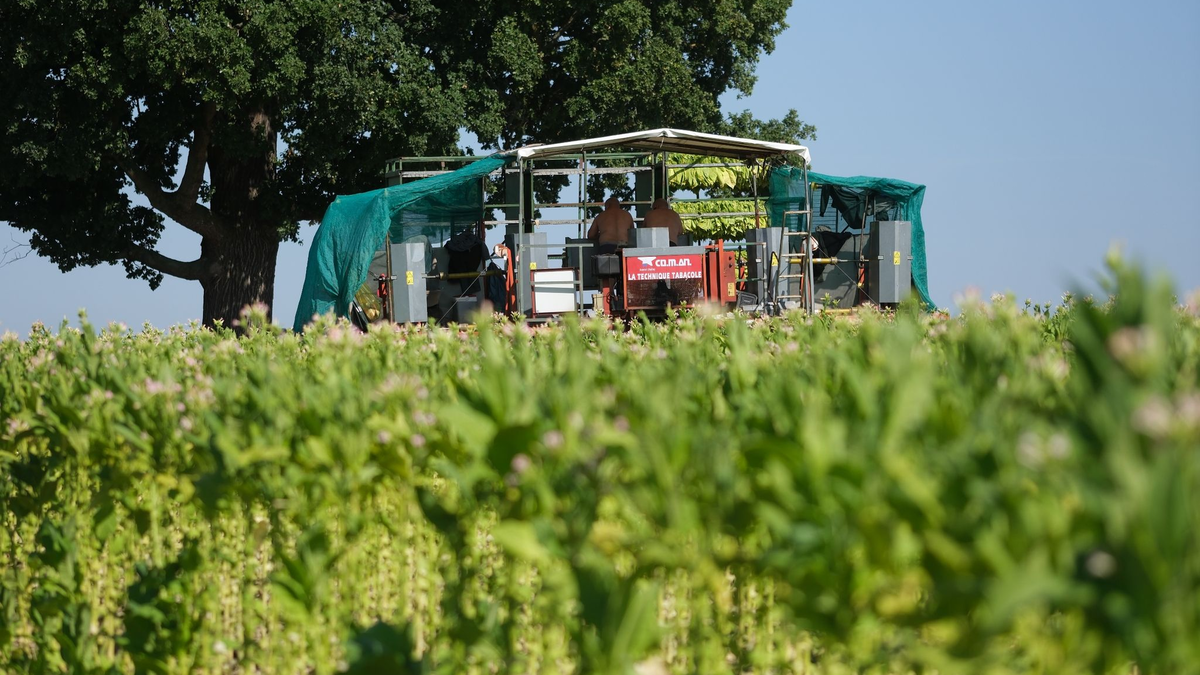 Die Zahl der Tabakpflanzer ist in Deutschland weiter zurückgegangen. - Foto: Sebastian Willnow/dpa