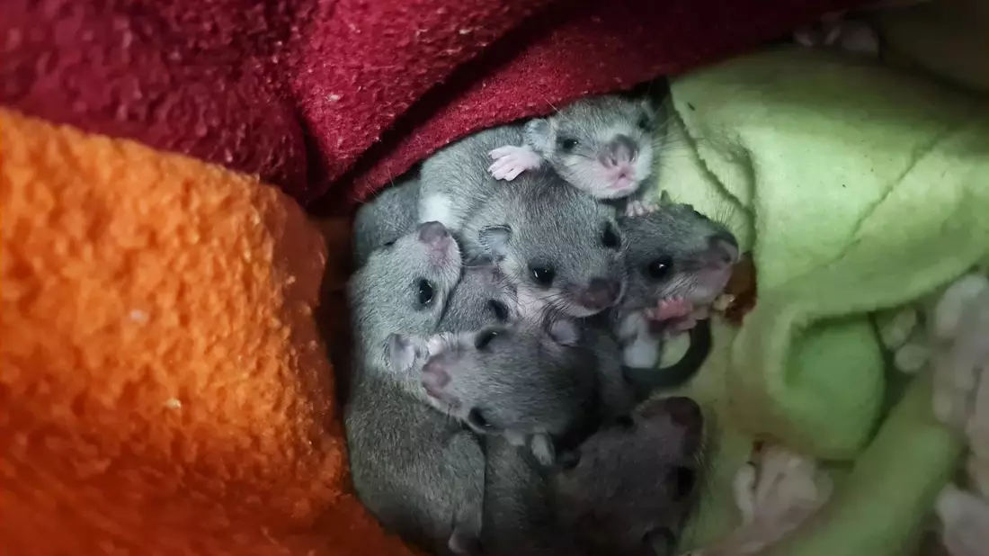 Alle acht aus dem Siebenschläfer-Nachwuchs haben überlebt. - Bild: -/Wildtierwaisen-Schutz e.V./dpa