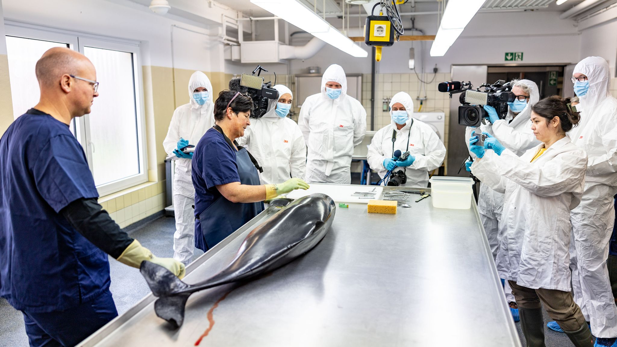 Ein im Juni an der Küste der Insel Sylt tot aufgefundenen Schweinswal wird untersucht. - Foto: Axel Heimken/dpa
