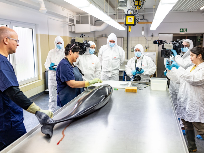 Ein im Juni an der Küste der Insel Sylt tot aufgefundenen Schweinswal wird untersucht. - Foto: Axel Heimken/dpa