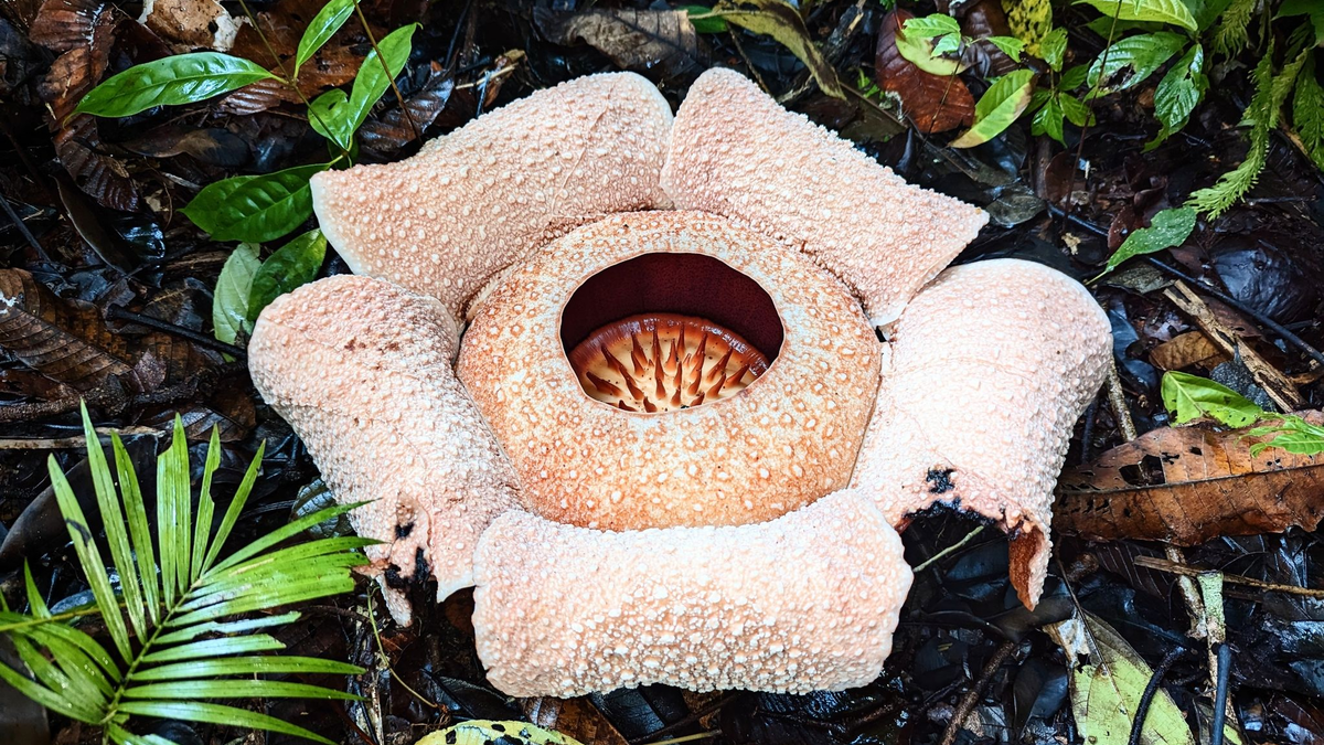 Rafflesien sind sogenannte Schmarotzergewächse. - Foto: Chris Thorogood/dpa