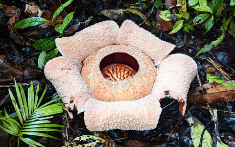 Rafflesien sind sogenannte Schmarotzergewächse. - Foto: Chris Thorogood/dpa