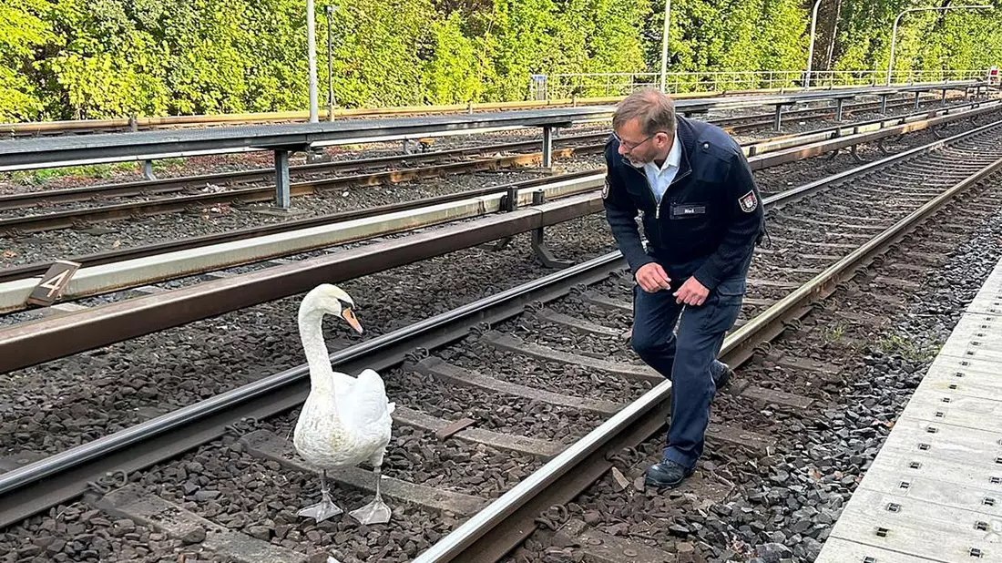 Ein Schwan und Hamburgs Schwanenvater Olaf Nieß laufen auf der Gleisanlage der Hamburger Hochbahn zwischen den Haltestellen Klein Borstel und Ohlsdorf. - Bild: Hamburger Hochbahn/dpa