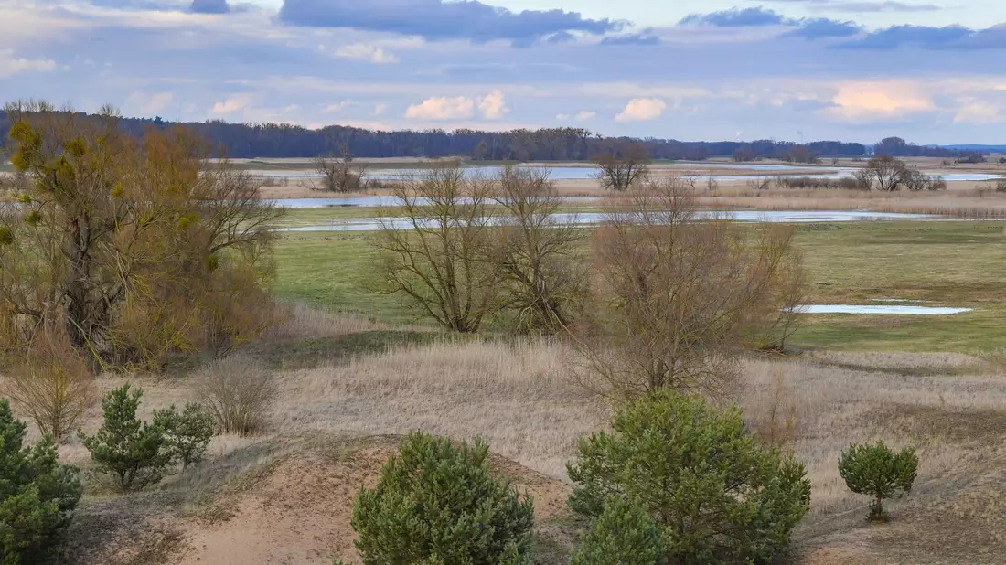 Blick auf den Nationalpark Unteres Odertal am deutsch-polnischen Grenzfluss Oder. - Bild: Patrick Pleul/dpa-Zentralbild/ZB