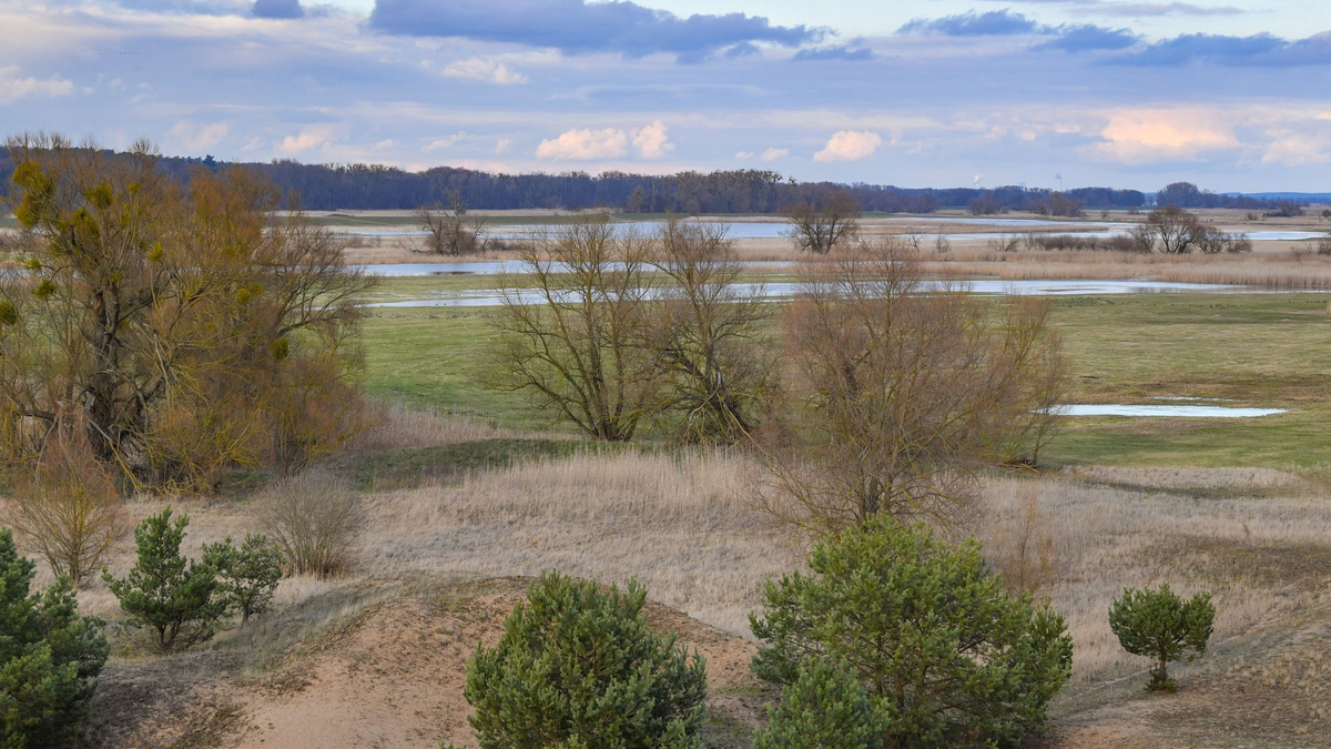 Blick auf den Nationalpark Unteres Odertal am deutsch-polnischen Grenzfluss Oder. - Foto: Patrick Pleul/dpa-Zentralbild/ZB