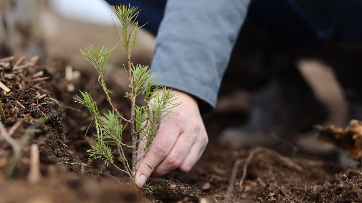 Viele Unternehmen bieten an, dass sie ihre Emissionen durch Aufforstung ausgleichen. Doch so einfach ist die Sache nicht. - Foto: Matthias Bein/dpa