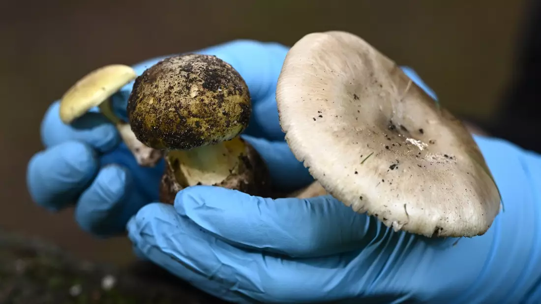 Eine Wissenschaftlerin vom Royal Botanic Garden Victoria zeigt giftige Knollenblätterpilze. - Bild: Joel Carrett/AAP/dpa