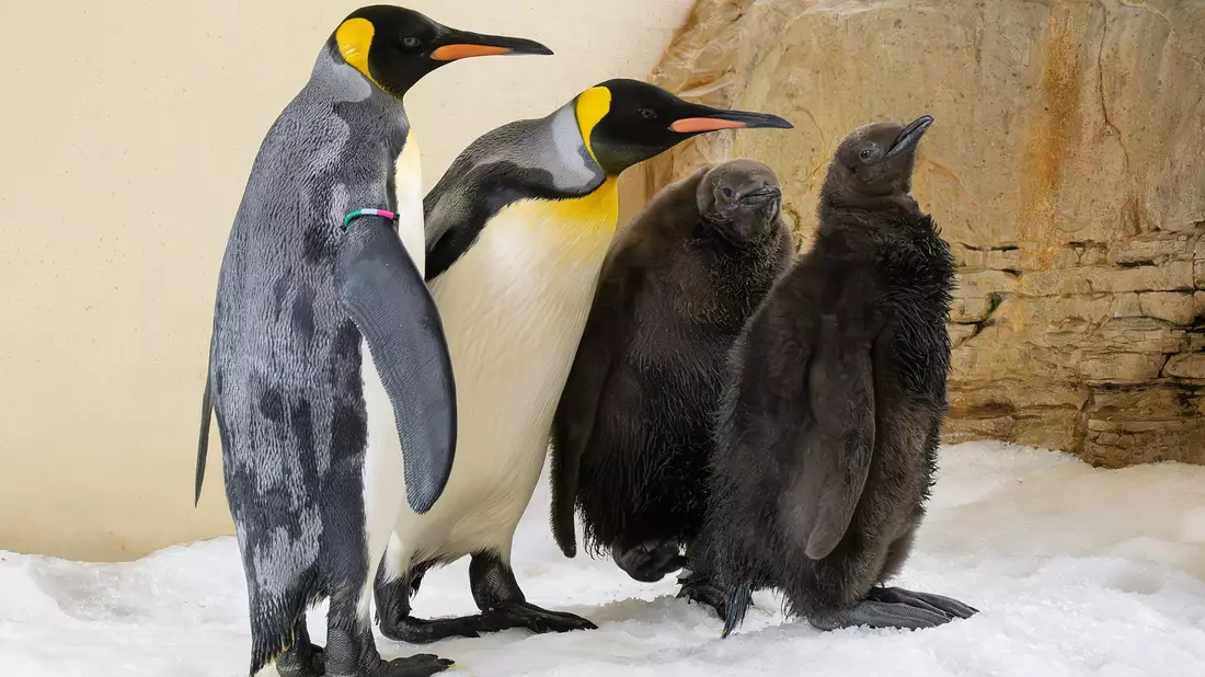 Zum ersten Mal seit Beginn der Königspinguin-Haltung 1976 gibt es im Tiergarten Schönbrunn gleich zwei Küken. - Bild: Daniel Zupanc/TIERGARTEN SCHÖNBRUNN/APA/dpa