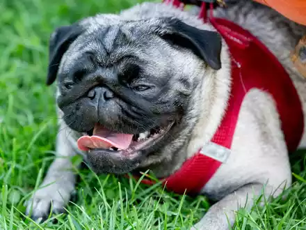Ein Mops während des 10. Internationalen Berliner Mopstreffen im August 2019. - Foto: Christoph Soeder/dpa
