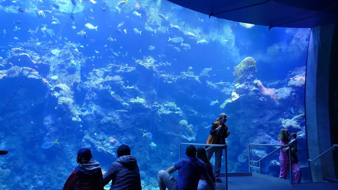 Philippinisches Korallenriff in einem Becken im Steinhart Aquarium in San Francisco. - Bild: Barbara Munker/dpa