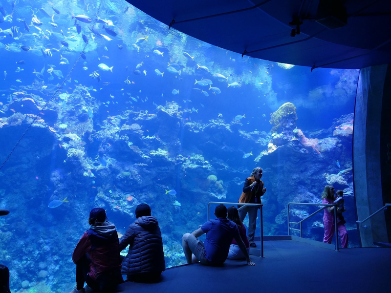 Philippinisches Korallenriff in einem Becken im Steinhart Aquarium in San Francisco. - Foto: Barbara Munker/dpa