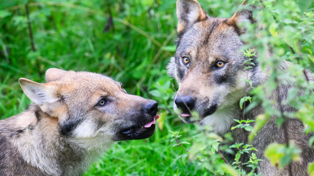 Der Wolf ist naturschutzrechtlich streng geschützt. - Foto: Julian Stratenschulte/dpa