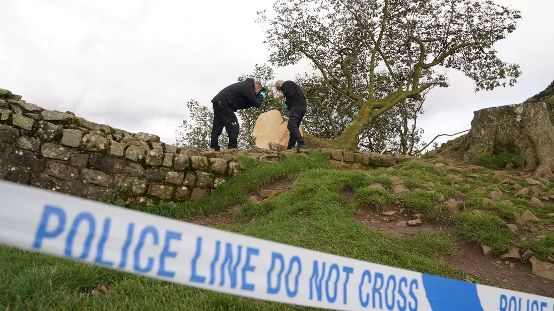 Forensische Ermittler der Polizei Northumbria untersuchen den illegal gefällten Berg-Ahorn-Baum («Sycamore Tree») am Hadrianswall. - Bild: Owen Humphreys/PA Wire/dpa