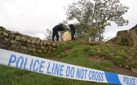 Forensische Ermittler der Polizei Northumbria untersuchen den illegal gefällten Berg-Ahorn-Baum («Sycamore Tree») am Hadrianswall. - Foto: Owen Humphreys/PA Wire/dpa