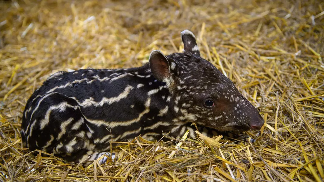 Ein nur ein Tag altes Flachlandtapir liegt im Zoo Magdeburg im Stroh. Das Tierkind war am 28. September 2023 geboren worden. - Bild: Klaus-Dietmar Gabbert/dpa