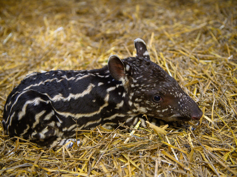 Ein nur ein Tag altes Flachlandtapir liegt im Zoo Magdeburg im Stroh. Das Tierkind war am 28. September 2023 geboren worden. - Foto: Klaus-Dietmar Gabbert/dpa