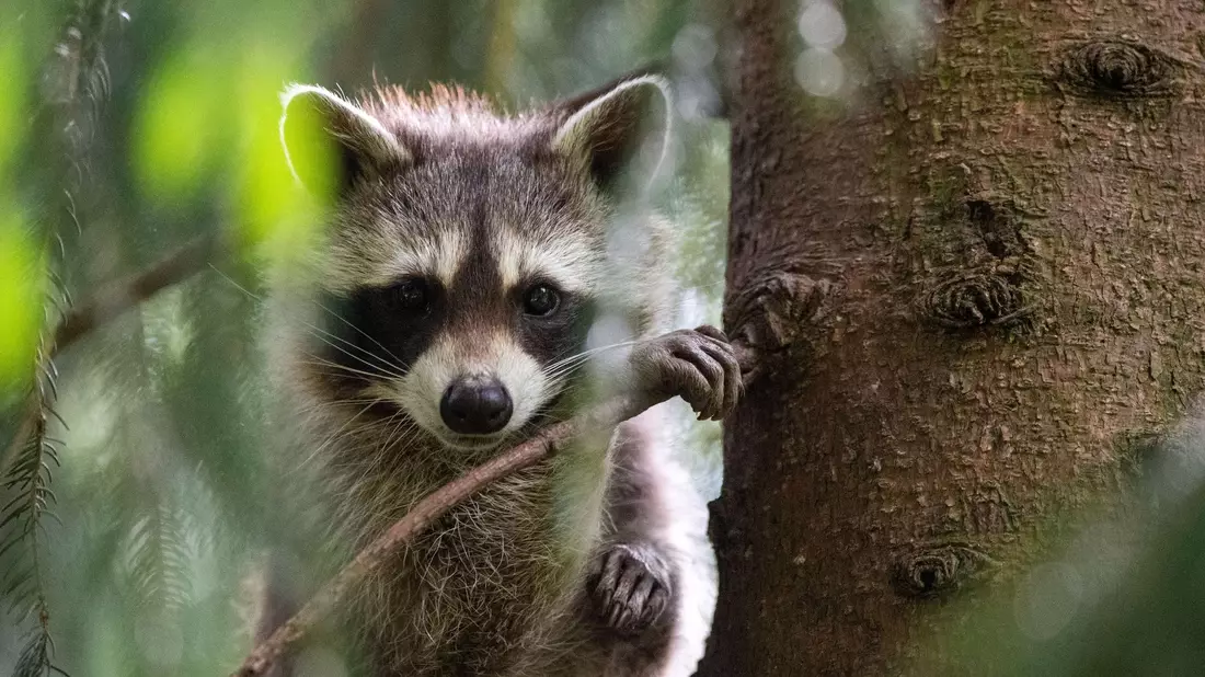 Ein Waschbär hatte sich in Schleswig-Holstein auf Bahngleise verirrt. (Archiv) - Bild: Lino Mirgeler/dpa