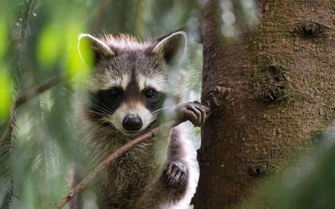 Ein Waschbär hatte sich in Schleswig-Holstein auf Bahngleise verirrt. (Archiv) - Foto: Lino Mirgeler/dpa