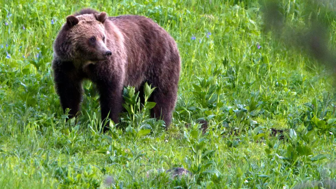 Ein Grizzlybär in der freien Natur. (Archivbild) - Bild: Jim Urquhart/AP/dpa