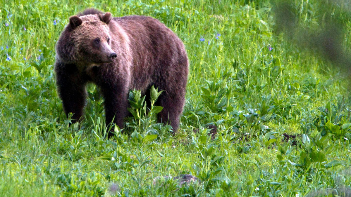 Ein Grizzlybär in der freien Natur. (Archivbild) - Foto: Jim Urquhart/AP/dpa