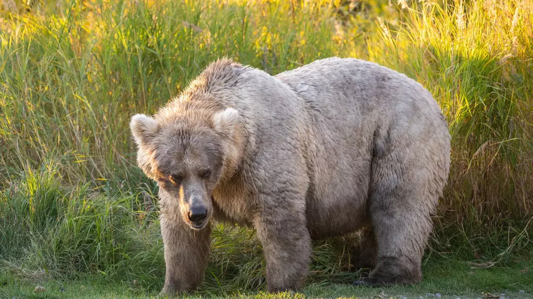 Bei der «Fat Bear»-Wahl in Alaska haben die dicksten Braunbären die besten Chancen auf den Titel. - Bild: K. Moore/ukrin/dpa