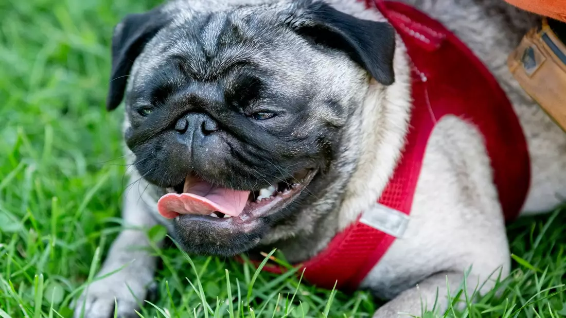Ein Mops mit einer kurzen Nase leidet nicht selten unter Atemnot. - Bild: Christoph Soeder/dpa
