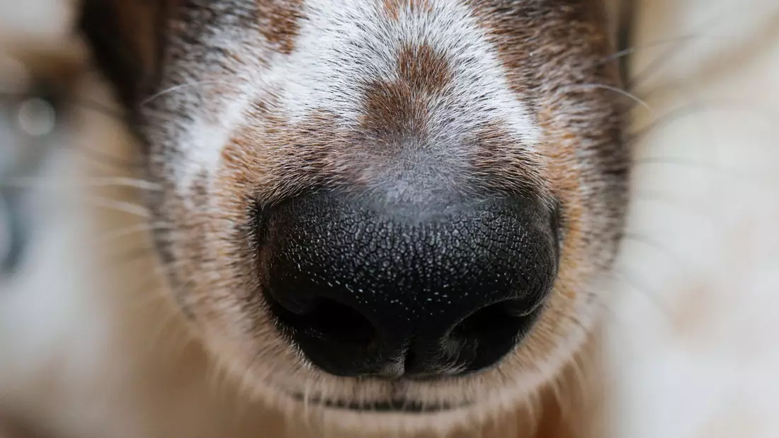 Der Mensch hat sich die phänomenale Hunde-Spürnase für die Jagd schon früh zunutze gemacht. - Bild: Wolfgang Hoppe/dpa
