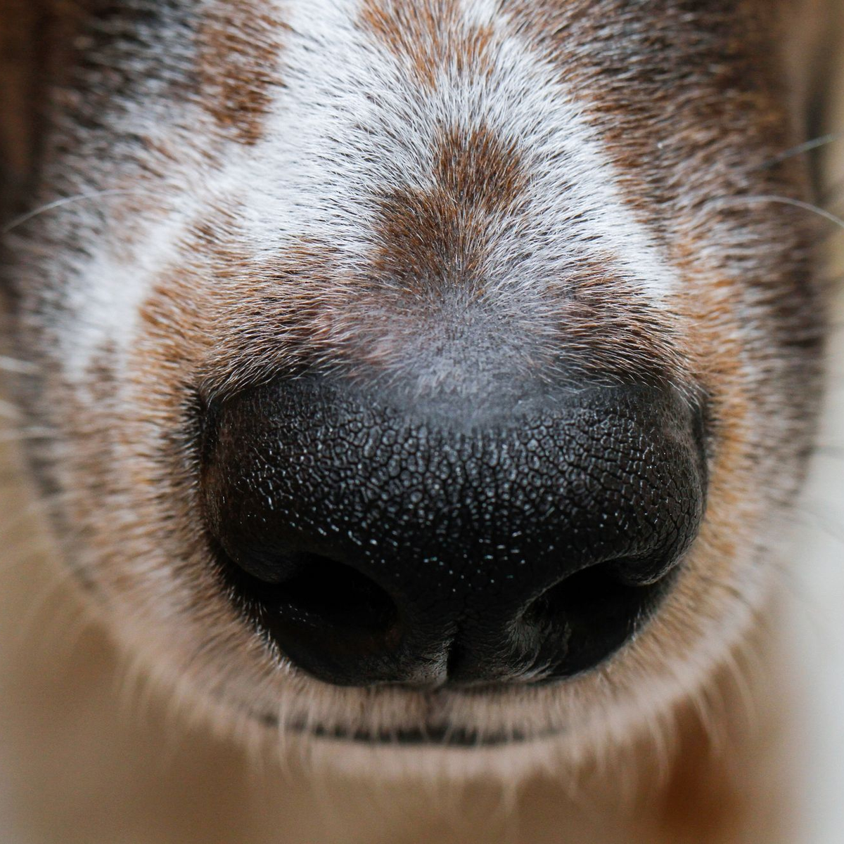 Der Mensch hat sich die phänomenale Hunde-Spürnase für die Jagd schon früh zunutze gemacht. - Foto: Wolfgang Hoppe/dpa
