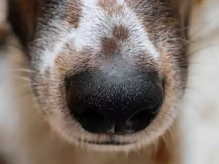 Der Mensch hat sich die phänomenale Hunde-Spürnase für die Jagd schon früh zunutze gemacht. - Foto: Wolfgang Hoppe/dpa