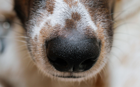 Der Mensch hat sich die phänomenale Hunde-Spürnase für die Jagd schon früh zunutze gemacht. - Foto: Wolfgang Hoppe/dpa