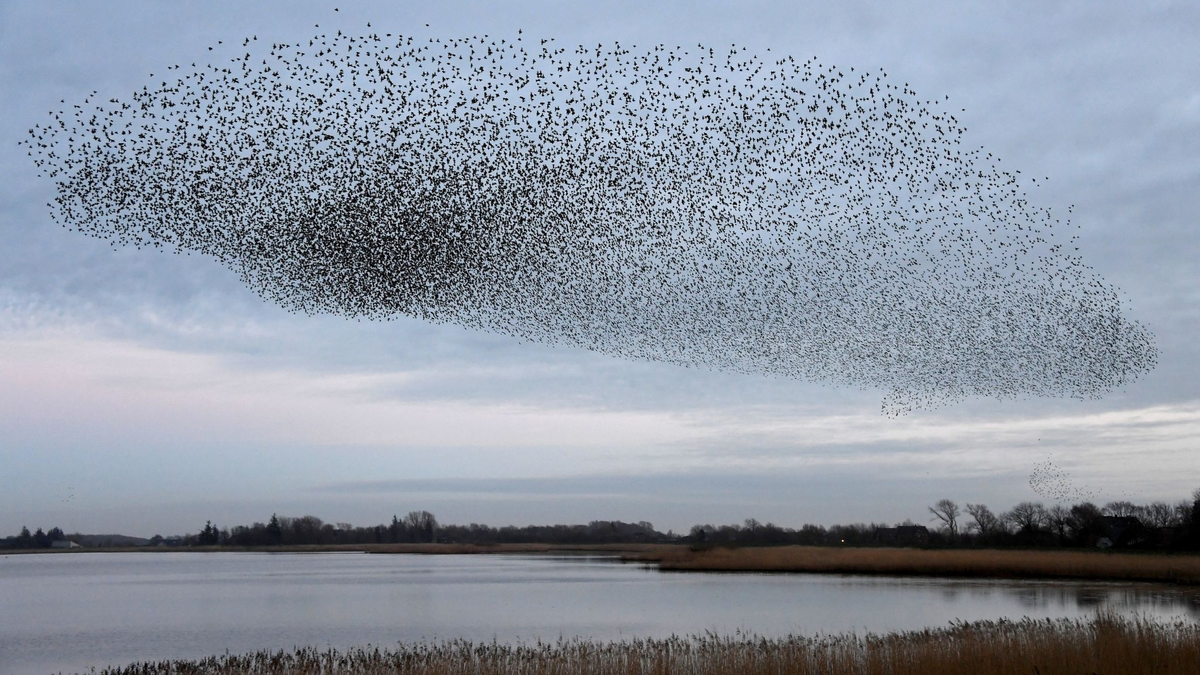 Tausende Stare fliegen in einem Schwarm über die Wiesen am Ruttebüller See im deutsch-dänischen Grenzebiet. - Foto: Carsten Rehder/dpa