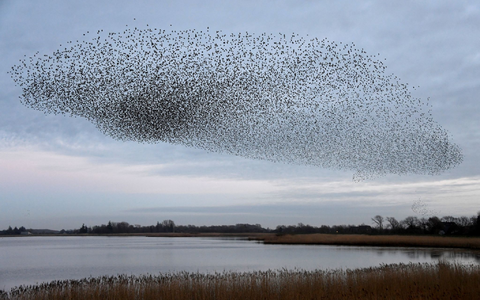 Tausende Stare fliegen in einem Schwarm über die Wiesen am Ruttebüller See im deutsch-dänischen Grenzebiet. - Foto: Carsten Rehder/dpa