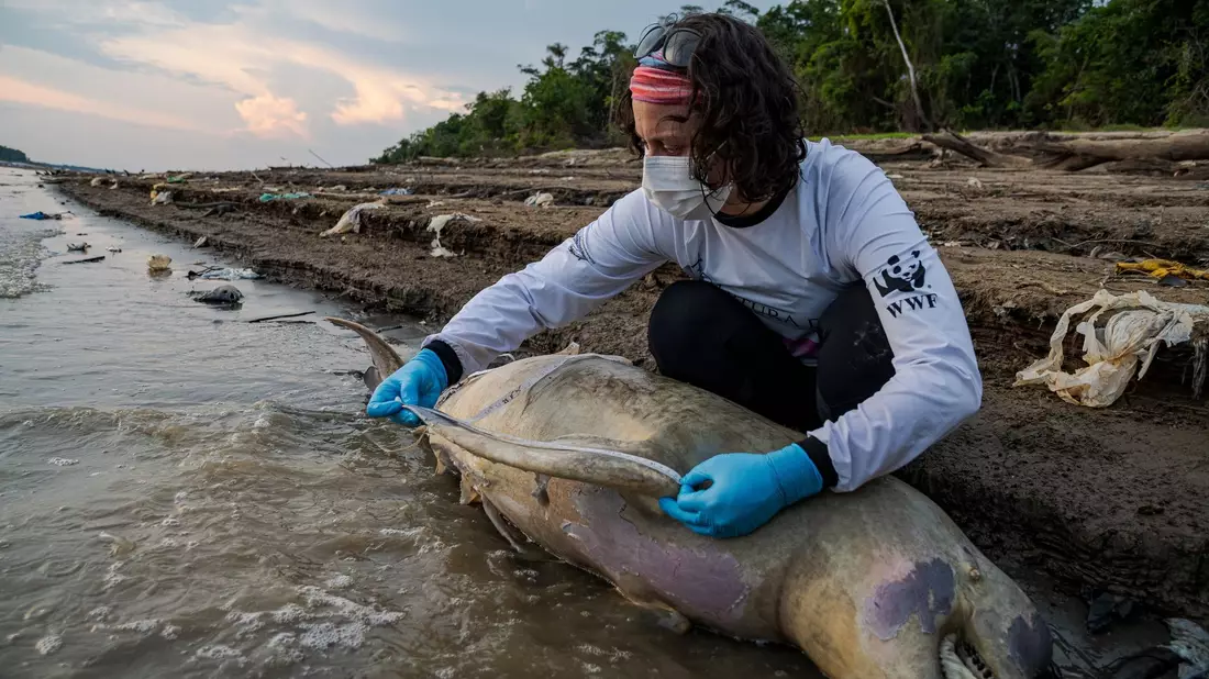 Eine Mitarbeiterin des brasilianischen Instituts Mamirauá untersucht einen toten Flussdelfin. - Bild: Miguel Monteiro/ Institut Mamiraua /dpa