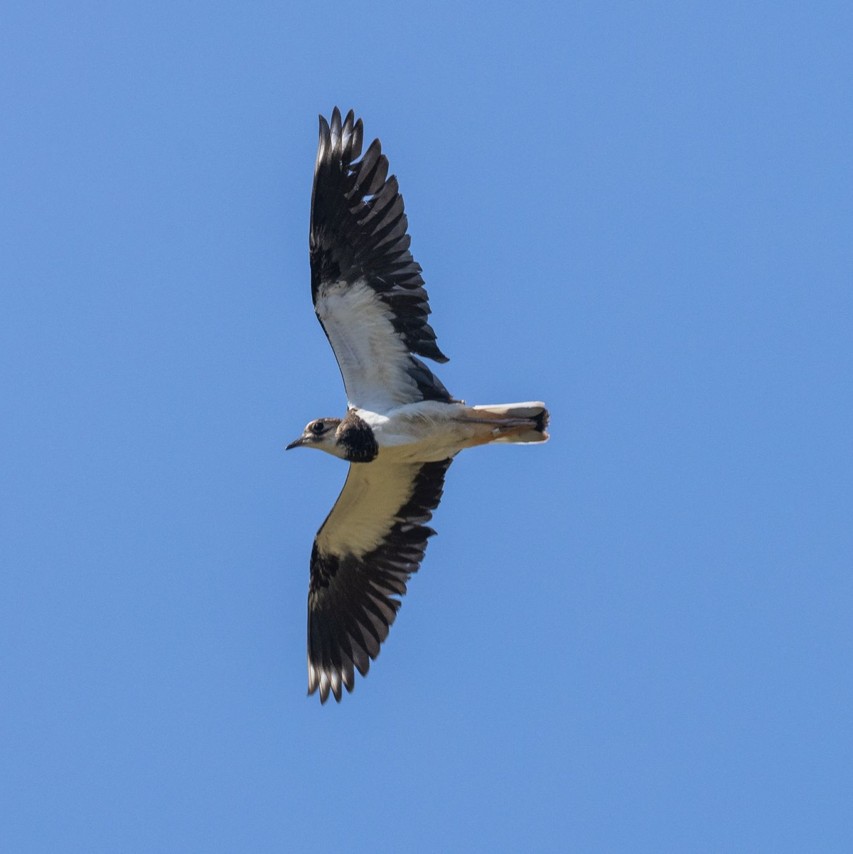 Der Kiebitz ist auf der Unterseite weiß, auf der Oberseite dunkel und schimmert metallisch Grün und Violett. - Foto: Philipp von Ditfurth/dpa