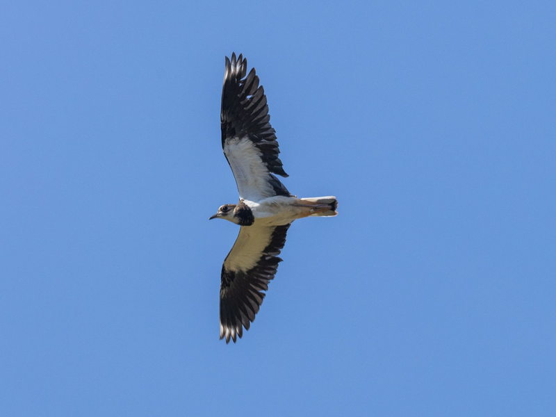Der Kiebitz ist auf der Unterseite weiß, auf der Oberseite dunkel und schimmert metallisch Grün und Violett. - Foto: Philipp von Ditfurth/dpa