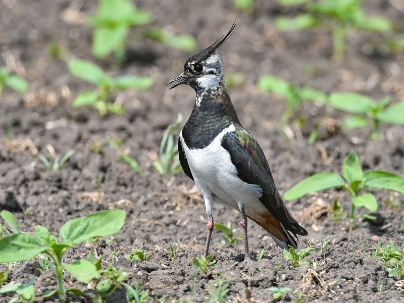 Der etwa taubengroße Kiebitz liebt Feuchtwiesen und Moore - und findet immer weniger Lebensräume in Deutschland. - Foto: Patrick Pleul/dpa