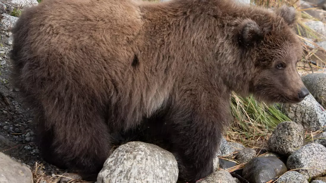 Das Bären-Jungtier 806 mit dem Spitznamen «Pummeliger Prinz» ist im September bereits gut genährt. - Bild: Jimenez/Carmack/National Park Service/dpa