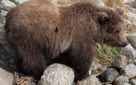 Das Bären-Jungtier 806 mit dem Spitznamen «Pummeliger Prinz» ist im September bereits gut genährt. - Foto: Jimenez/Carmack/National Park Service/dpa